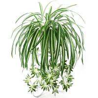 Chlorophytum ของตกแต่งกระถางพืชปลอม PVC ห้อยผนังขนาด60ซม. อุปกรณ์ตกแต่งสวนพืชสีเขียวดอกไม้ประดิษฐ์