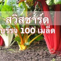 เมล็ดพันธุ์ บีท สวิสชาร์ด มิกซ์สี เขียว แดง ขาว 100 เมล็ด