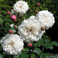 10 เมล็ดพันธุ์ Modern Shrub Rose Seeds พันธุ์นอก ดอกใหญ่ ไม้ยืนต้น สายพันธุ์ Little White Pet ออกดอกสีขาว