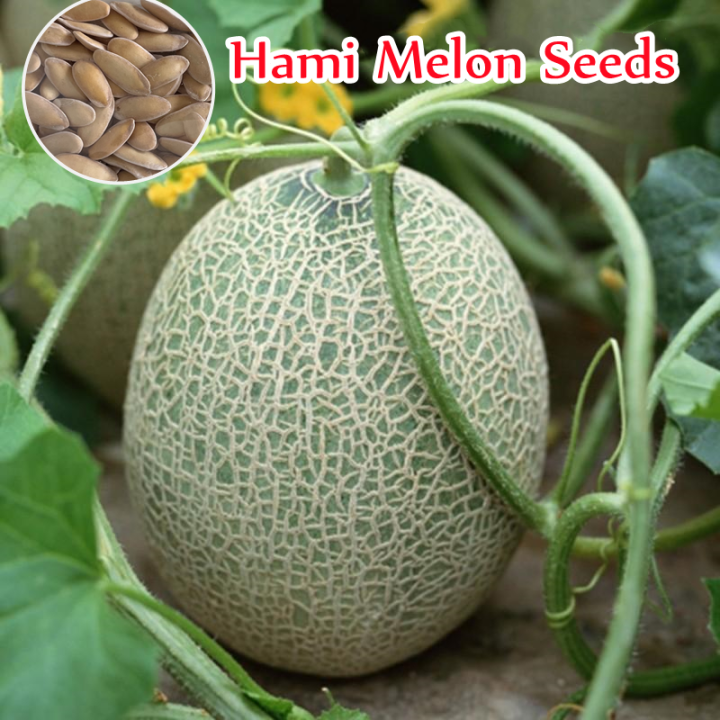 [Fast Germination] Singapore Ready Stock 100pcs Hami Melon Seeds for