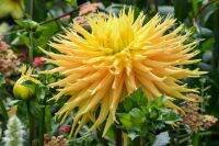 1 เหง้า/ชุุด รักเร่ Dahlia Bulb สายพันธุ์ Dame Deirdre หัวรักเร่ ดอกไม้ ดอกรักเร่ เหง้า นำเข้า ยุโรป หัวสดใหม่ ผ่านการแช่เย็นแล้ว