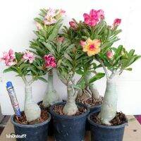 10 เมล็ด เมล็ดพันธุ์ ชวนชม สายพันธุ์ฮอลแลนด์ คละสี Adenium Seed กุหลาบทะเลทราย Desert Rose ราชินีบอนไซ อัตราการงอก 80-90% มีคู่มือปลูก