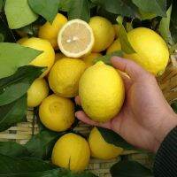 *เก็บปลายทาง*‼️พร้อมส่ง เมล็ดพันธุ์ เลม่อน บรรจุ 50 เมล็ด Lemon Seeds Lemon Fruit Tree Seeds ต้นไม้แคระ พันธุ์ไม้ผล ต้นไม้ประดับ ต้นผลไม้ บอนไซ ไม้ประดับ พันธุ์  [ไม่ใช่พืช! เป็นเมล็ดพันธุ์] [คลังสินค้าจุด][ขายตรงจากโรงงาน][ของแท้อย่างเป็นทางการ][โปรโมชั่