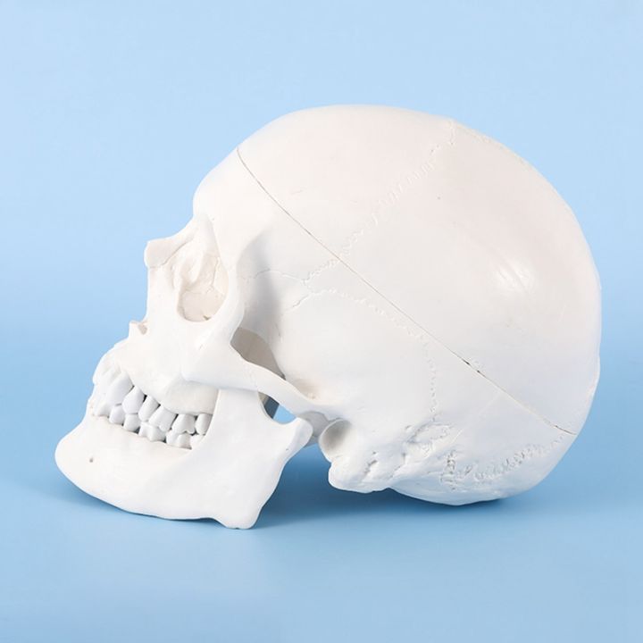 human-scull-model-life-size-anatomy-anatomical-adult-model-with-removable-scull-cap-and-articulated-mandible