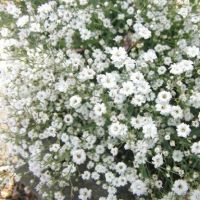 ยิปโซ สีขาว?ถูกที่สุด10บ.?เมล็ดพันธุ์ดอกยิปโซ 50 เมล็ด?gypsophila?ปลูกง่าย?ขึ้นไว?พุ่มสวยน่ารัก