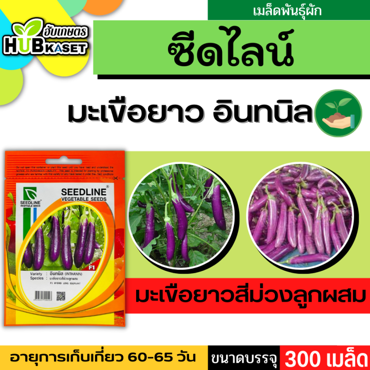 ซีดไลน์ 🇹🇭 มะเขือยาวสีม่วงลูกผสม อินทนิล ขนาดบรรจุประมาณ 300 เมล็ด อายุเก็บเกี่ยว 60-65 วัน