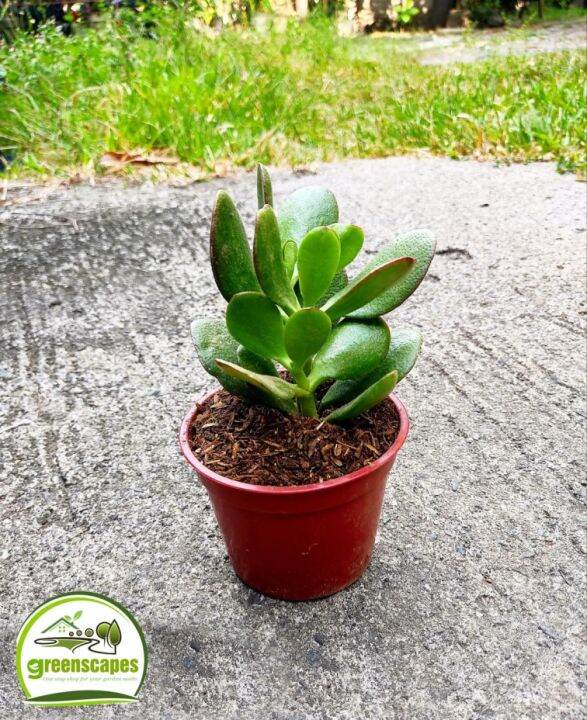 Jade Plant/ Lucky Plant in Red Pot Lazada PH