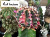 เมล็ด พิ้งค์ไดมอน pink diamond พิ้งค์ ไดม่อน ยิมโน PDM พิ้งค์ไดม่อน กระบองเพชร แคคตัส cactus