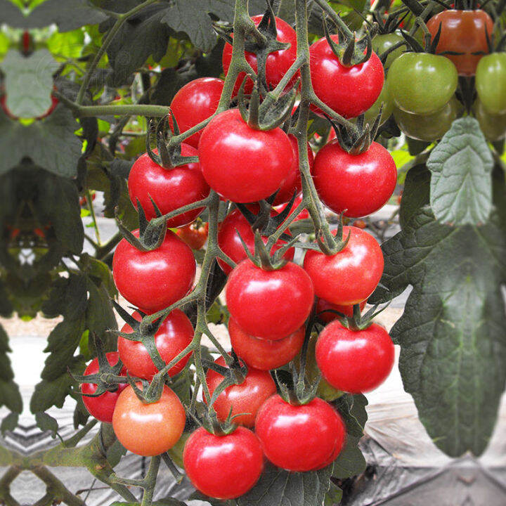 High Yielding Seeds Fresh Red Cherry Tomato Seeds Bonsai Fruit Tree