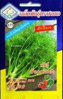 ผักชีลาว เมล็ดพันธุ์ ชีลาว ?หมดอายุ9/2567?พันธุ์ ป๊อกเก้าเด้ง?บรรจุ5กรัม กอใหญ่ อวบ ต้นกรอบมาก แกงอ๋อม กลิ่นหอมมากๆ