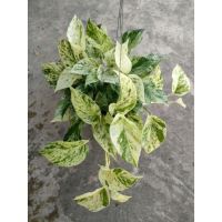 HOT** พลูรราชินีหินอ่อนคัดลายสวยMarble Queen ส่งด่วน พรรณ ไม้ น้ำ พรรณ ไม้ ทุก ชนิด พรรณ ไม้ น้ำ สวยงาม พรรณ ไม้ มงคล