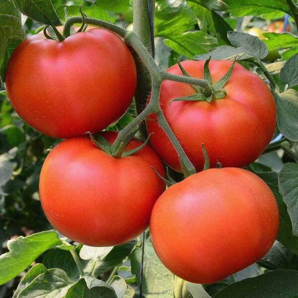 Starfire Improved Tomato Seeds - Tomato Starfire Improved Seeds- Rare ...