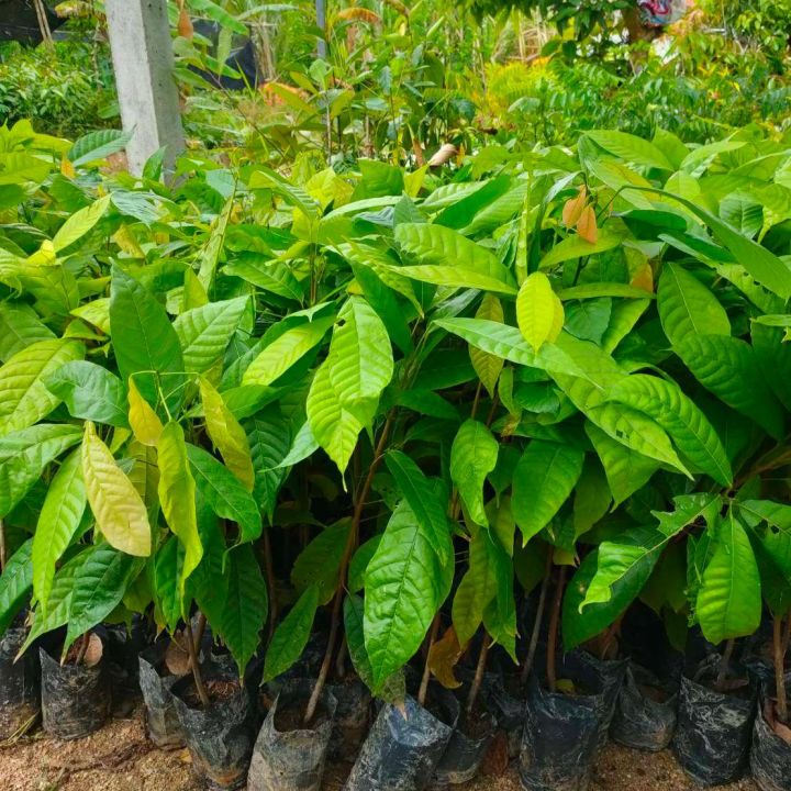 ต้นโกโก้พันธุ์ชุมพร1-ต้นโกโก้-ไม้ผลดก-ให้ผลผลิตตลอดปี-เป็นพืชเศรษฐกิจที่สร้างรายได้สูง-ต้นสูง60-70เซน-3ต้น-1ชุด