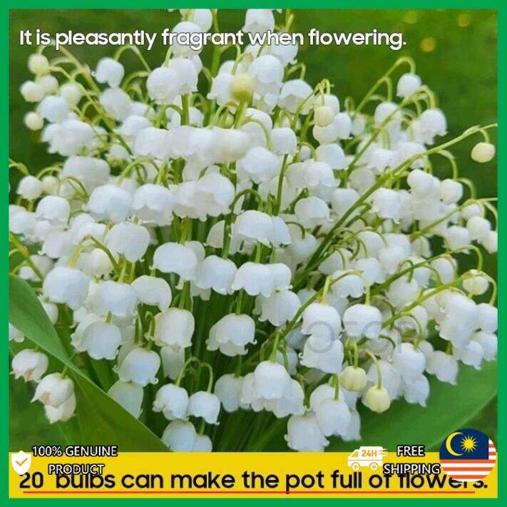 Lily of the valley seedling potted plant Four seasons flower seeds Lazada PH