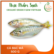 OGF - Cá bạc má 500g - Giao nhanh TPHCM