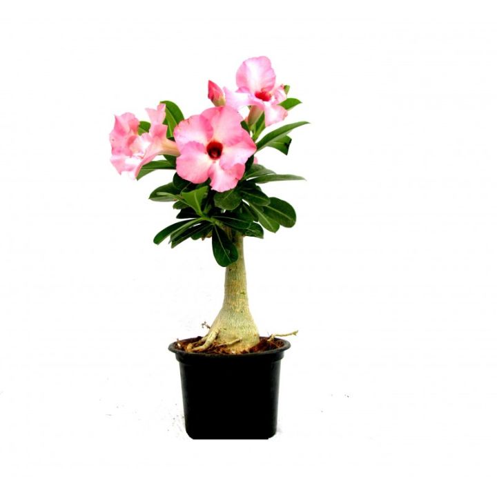 10-เมล็ด-เมล็ดพันธุ์-bonsai-ชวนชม-สายพันธุ์ไต้หวัน-สีชมพู-adenium-seed-กุหลาบทะเลทราย-desert-rose-ราชินีบอนไซ-มีคู่มือปลูก-นำเข้าจากไต้หวัน