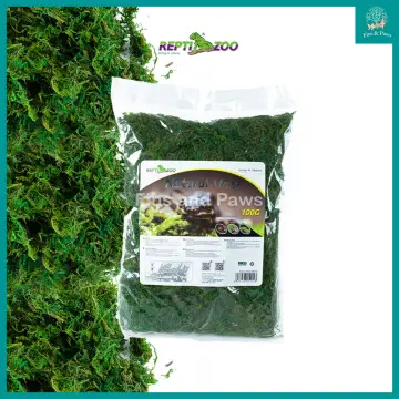 Moss Terrarium - Best Price in Singapore - Dec 2023