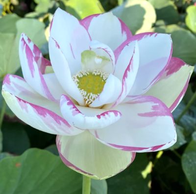 5 เมล็ด บัวนอก บัวนำเข้า บัวสายพันธุ์ Empress Lotus สีขาว ม่วง สวยงาม ปลูกในสภาพอากาศประเทศไทยได้ ขยายพันธุ์ง่าย เมล็ดสด