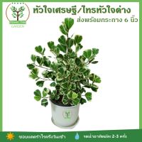 หัวใจเศรษฐี หรือ ไทรหัวใจด่าง หรือ สาริกาด่าง ต้นไม้มงคล ในกระถาง 6 นิ้ว