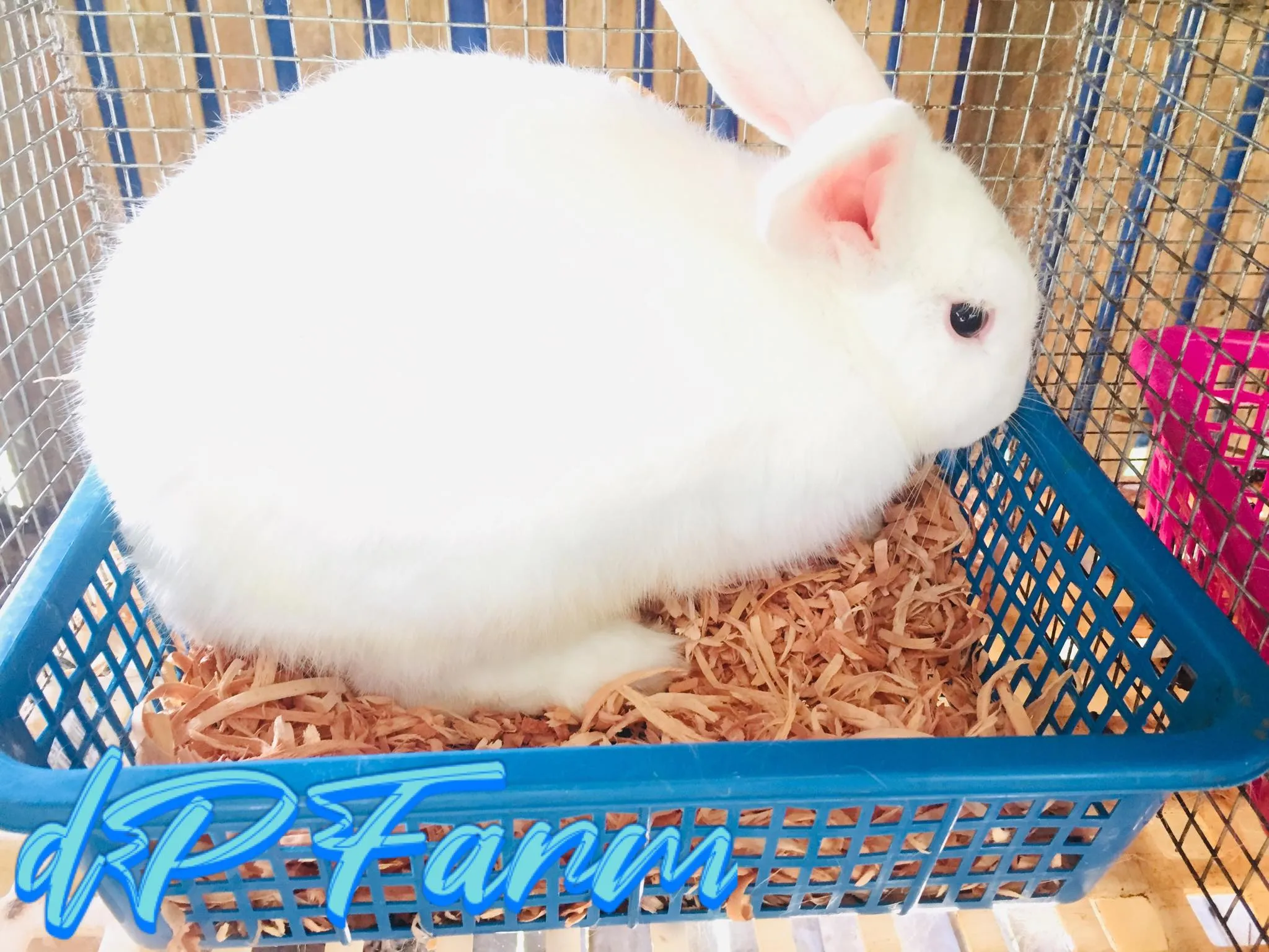 can you use wood chips for rabbit bedding