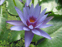 5 เมล็ด เมล็ดบัว บัวฝรั่ง บัวแหลม บัวฉัตร สายพันธุ์ Blue Capensis สีฟ้า ปลูกได้ทุกสภาพอากาศ ปลูกแล้วร่มเย็น Lotus Waterlily seeds