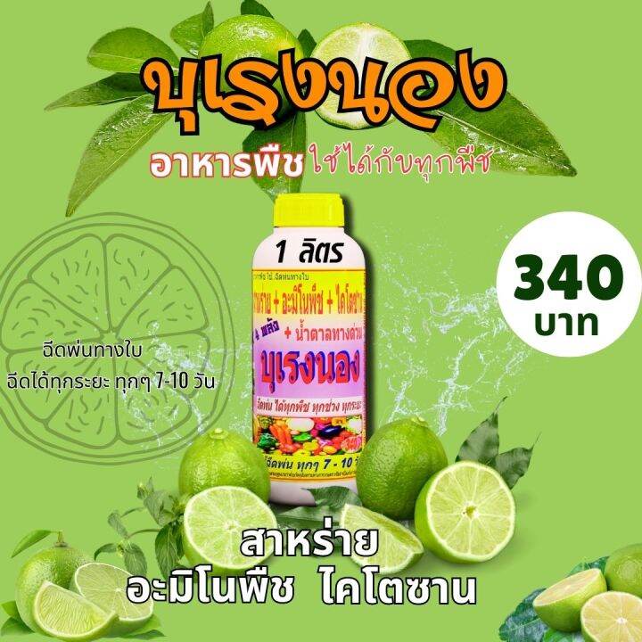 พร้อมส่ง-บุเรงนอง-ขนาด-1-ลิตร-อะมิโนพืช-สาหร่าย-ไคโตซาน-น้ำตาลทางด่วน-อาหารพืช-ใช้ฉีดพ่นทางใบ-ฉีดพ่น-มะนาว