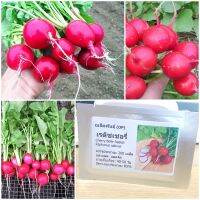 เมล็ดพันธุ์  แรดิชเชอรี่ Cherry Belle Radish Seed 200 เมล็ด ของแท้ เมล็ดพันธุ์พืช ผักสวนครัว เมล็ดพันธุ์ผัก