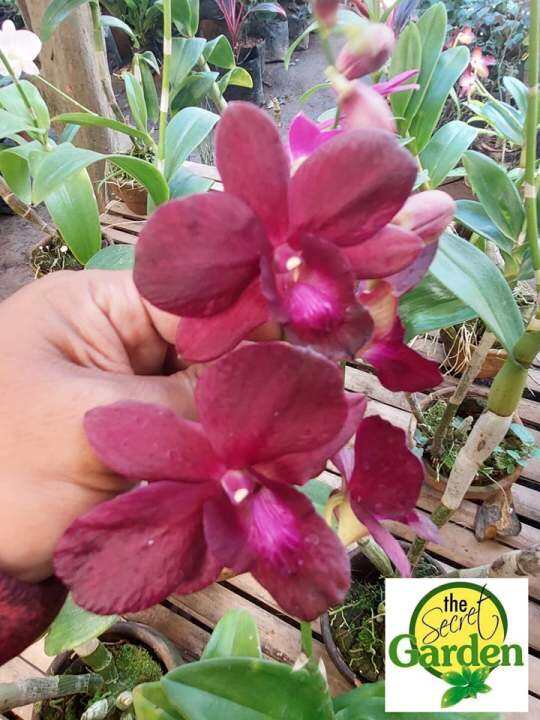 Cooktown Orchid Maroon Wungs Flower (Dendrobium Nobile) with flower and