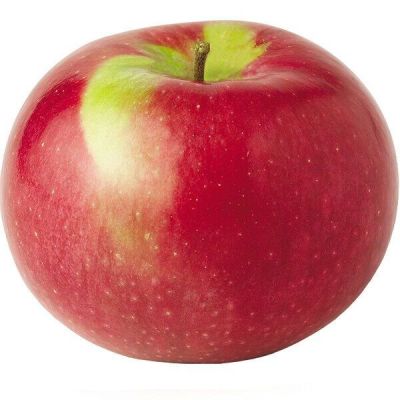 20 เมล็ด เมล็ดแอปเปิ้ล สายพันธุ์ แอปเปิลแมคอินทอช (McIntosh Apple) ของแท้ 100% อัตรางอกสูง 70-80% Apple seeds