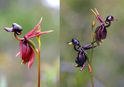 20 เมล็ดพันธุ์ Bonsai เมล็ดกล้วยไม้ กล้วยไม้ Orchid flower Seed อัตราการงอกของเมล็ด 80-85%