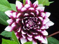 1 หัว /ชุุด เหง้า ต้นรักเร่ Dahlia Bulb สายพันธุ์ Mystery Day สีม่วง หัวรักเร่ ดอกไม้ ดอกรักเร่ รักแรกพบ เฟิร์สเลิฟ ดอกไม้นำเข้า พร้อมให้ดอก