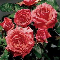 30 เมล็ด เมล็ดพันธุ์ Climbing Rose America สายพันธุ์อังกฤษ ดอกกุหลาบ นำเข้าจากอังกฤษ ดอกใหญ่ พร้อมคู่มือปลูก English Rose Seeds