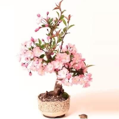 เมล็ดบอนไซซากุระแคระ🌱🌱 | Cherry blossom Bonsai 5-10 เมล็ด คละสี