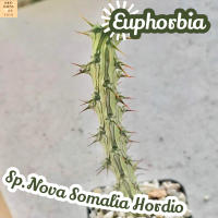 [ยูโฟเบีย โนว่า โซมาเลีย ฮอร์ดดิโอ้] Euphorbia Sp.Nova Somalia Hordio ส่งพร้อมกระถาง แคคตัส Cactus Succulent Haworthia Euphorbia ไม้หายาก พืชอวบน้ำ พืชทะเลทราย ไม้ทนแล้ง