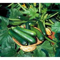 พร้อมส่ง โปรโมชั่น ฟักทองซูชินี่ แบล็คบิวตี้ - Black Beauty Zucchini Squash ส่งทั่วประเทศ พรรณ ไม้ น้ำ พรรณ ไม้ ทุก ชนิด พรรณ ไม้ น้ำ สวยงาม พรรณ ไม้ มงคล