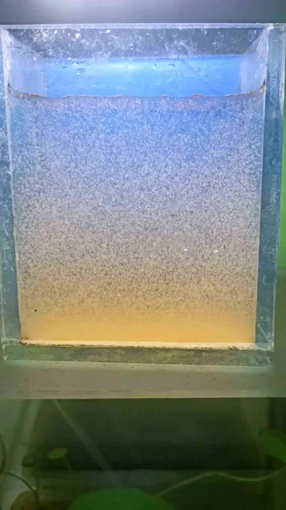 Super Red Baby Brine Shrimp (BBS) | Lazada PH