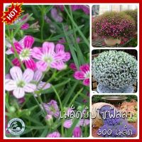 300 เมล็ด ยิปโซฟิลล่าคละสี Gypsophila ยิปโซฟิลล่าคละสี ยิปโซฟิลล่า เมล็ดยิปโซฟิลล่า