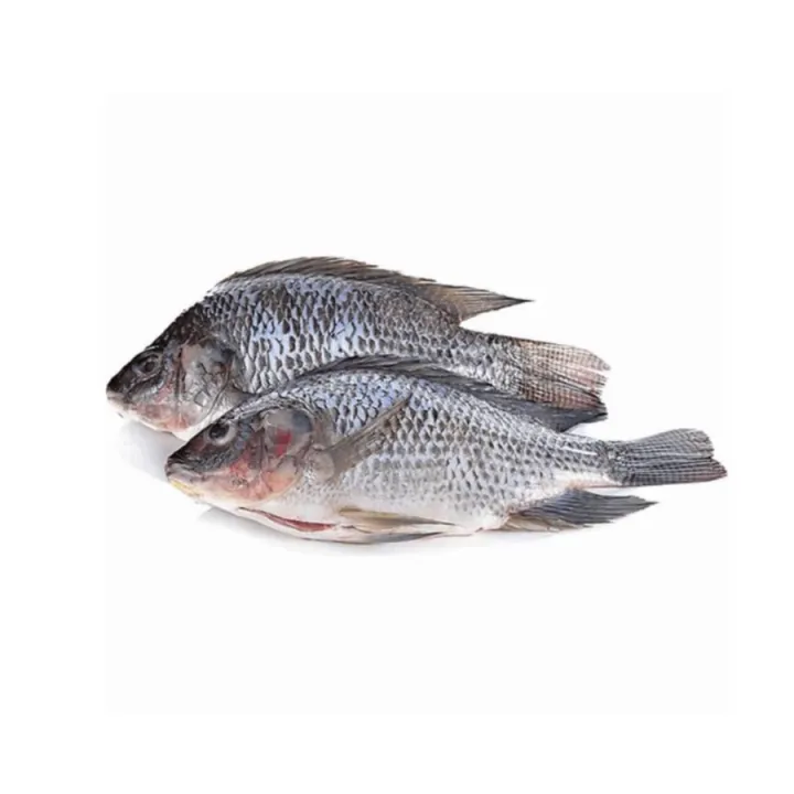 SMALL Tilapia Cleaned [FROZEN] 1pc (300-400g) | Lazada PH