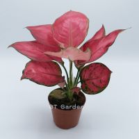 ?สินค้าขายดี? ต้นอโกลนีมา ซุปเปอร์เรด (AGLAONEMA SUPER RED) ขนาดกระถาง 4 นิ้ว ต้นไม้มงคล