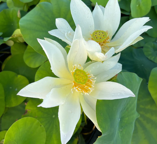 5-เมล็ด-บัวนอก-บัวนำเข้า-บัวสายพันธุ์-rain-mini-lotus-สีขาว-สวยงาม-ปลูกในสภาพอากาศประเทศไทยได้-ขยายพันธุ์ง่าย-เมล็ดสด