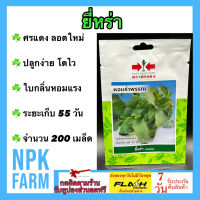 ผักซอง ศรแดง ยี่หร่า หอมรำพรรณ จำนวน 200 เมล็ด/ซอง เมล็ดพันธุ์ ลอตใหม่ งอกดี ปลูกง่าย โตไว ใบมีกลิ่นหอมแรง ระยะเก็บเกี่ยว 55 วัน หลังหว่าน