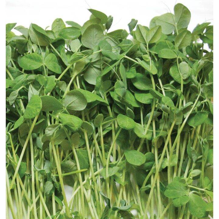 Kedai 250 Gram Benih Biji White Black Eyed Pea Blackeye Purple Hull