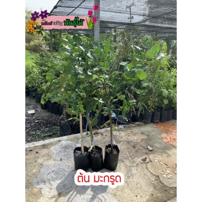 ( PRO+++ ) โปรแน่น.. ต้นมะกรูด เสียบรากส้มโอ พร้อมส่งจำนวนมาก ราคาสุดคุ้ม พรรณ ไม้ น้ำ พรรณ ไม้ ทุก ชนิด พรรณ ไม้ น้ำ สวยงาม พรรณ ไม้ มงคล