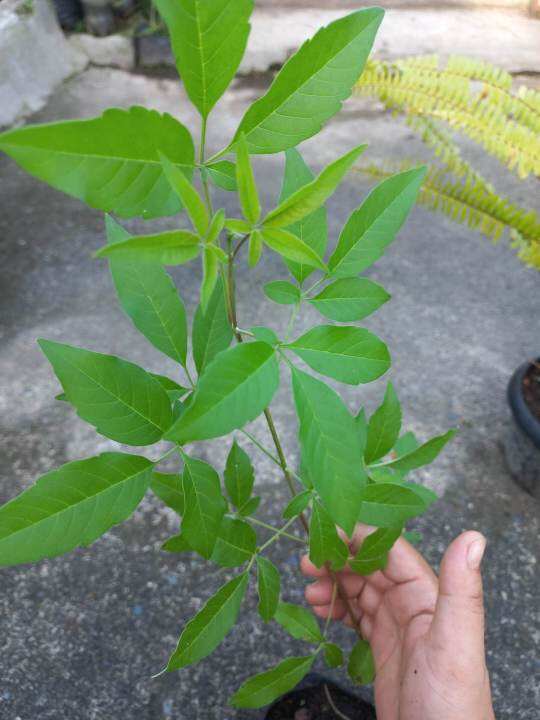 LAGUNDI PLANT HERBAL PLANT MEDICINAL PLANT LIVE PLANT LIVE PLANT LIVE PLANT Lazada PH