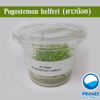 Pogostemon helferi ดาวน้อย (เนื้อเยื่อ)