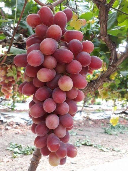 ต้นองุ่นพันธ์ Red Israel สายพันธ์ เขตร้อน ได้กินลูกแน่ๆ ( ลูกใหญ่ สีแดง  หวานกรอบ ไร้เมล็ด ปลูกได้ทั่วไทย ) | Lazada.Co.Th