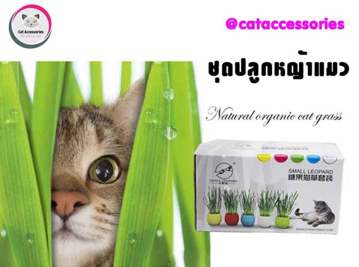 cat-accessories-ชุดปลูกหญ้าแมวแบบ-2-ชุดในราคาพิเศษ-มีเมล็ดข้าวสาลี-มีปุ๋ยและดินพร้อมปลูกในชุดแบบออร์แกนิค-และชุดปลูกหญ้าแมวแบบ-2-ถ้วย-หญ้าแมว-pet-grass-ชุดปลูกหญ้าแมวจากเมล็ดข้าวสาลี-เหมาะสำหรับแมวและ