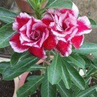 12 เมล็ด เมล็ดพันธุ์ ชวนชม สายพันธุ์ไต้หวัน ดอกซ้อน Adenium seed กุหลาบทะเลทราย Desert Rose ราชินีบอนไซ อัตรางอก 80-90% มีคู่มือการปลูก