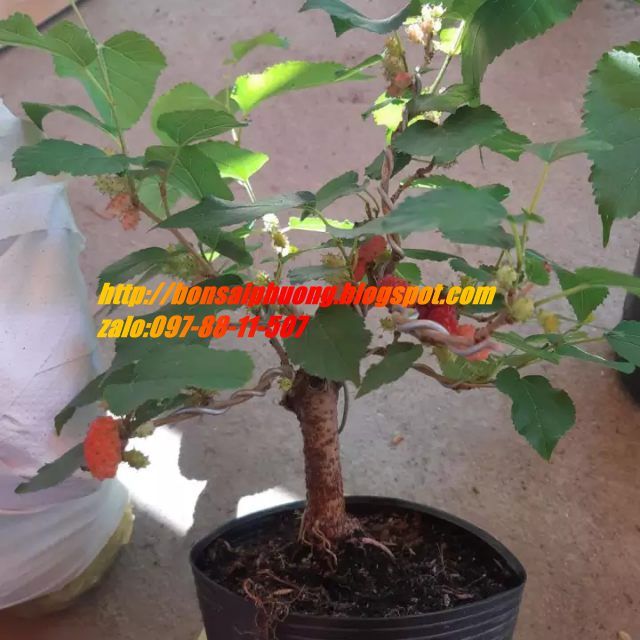 Yêu cầu đặc biệt khi trồng cây dâu tằm bonsai mini là gì?
