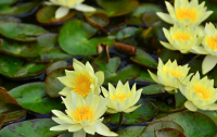 20 เมล็ด บัวสาย (Water lily) บัวอุบลชาติ บัวหลวง ฝรั่ง บัวดอกเล็ก บัวแคระ สายพันธุ์ pygmaea helvola สีเหลือง เหมาะสำหรับปลูกในโหล Waterlilies Lotus Seeds